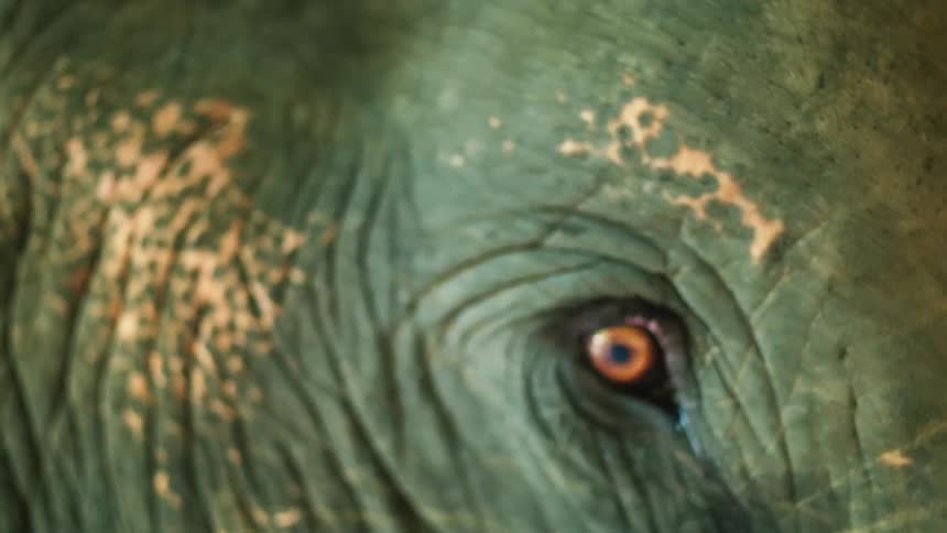 Close up of an elephants eyes and face