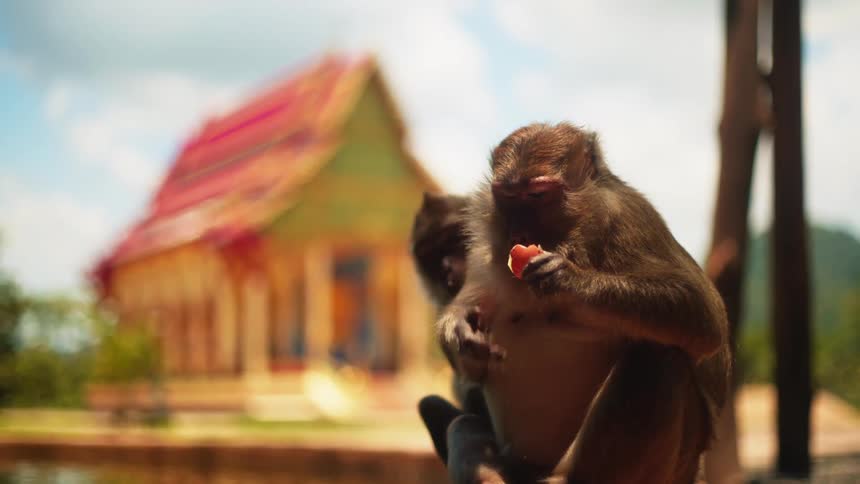 Two monkeys together one of them eating a fruit with a river and a religious temple in the background