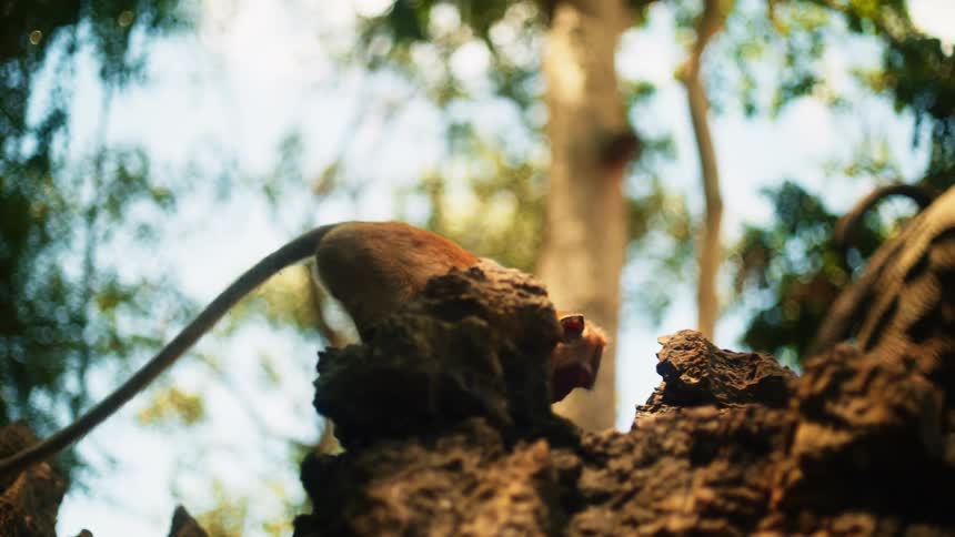 Baboon walking through the forest