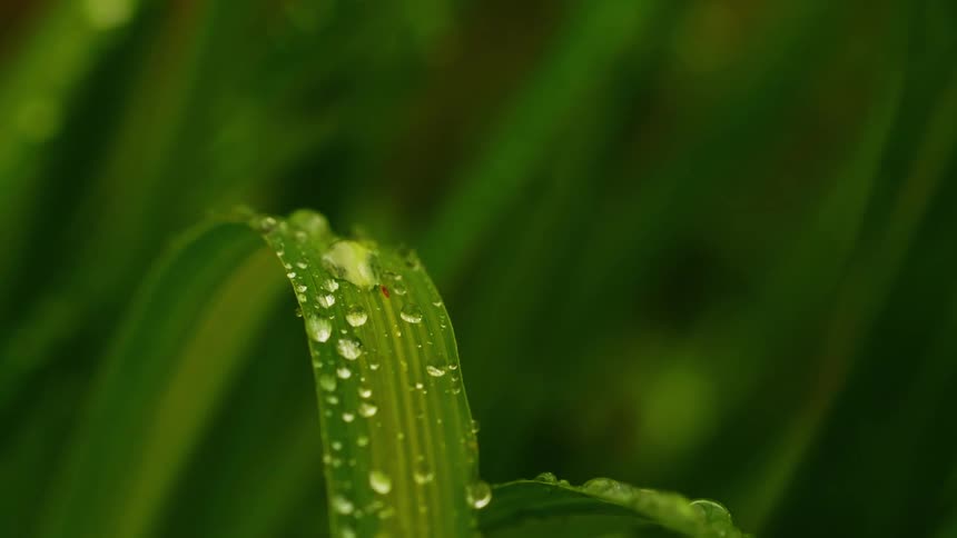 A leaf with drops of water