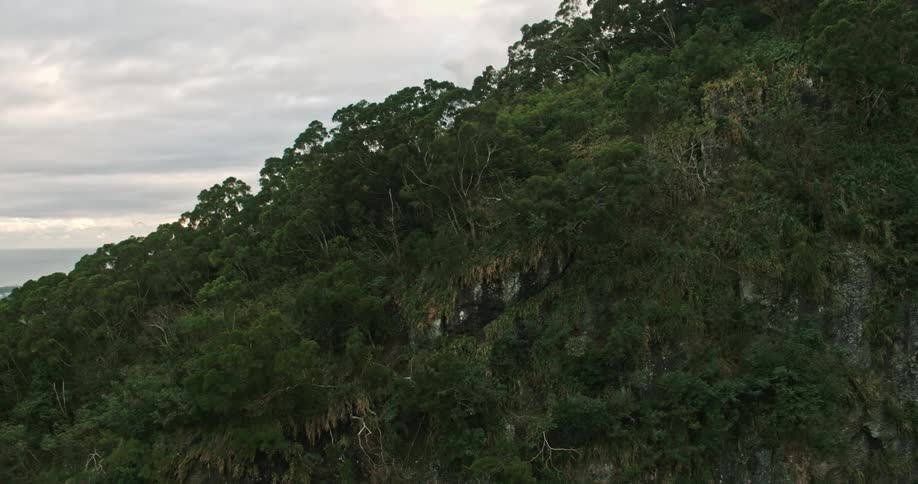 Aerial view of a green forest on a mountain
