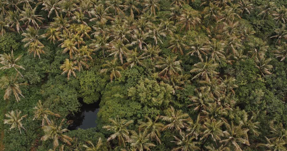 An aerial footage of palm trees in a swampy area