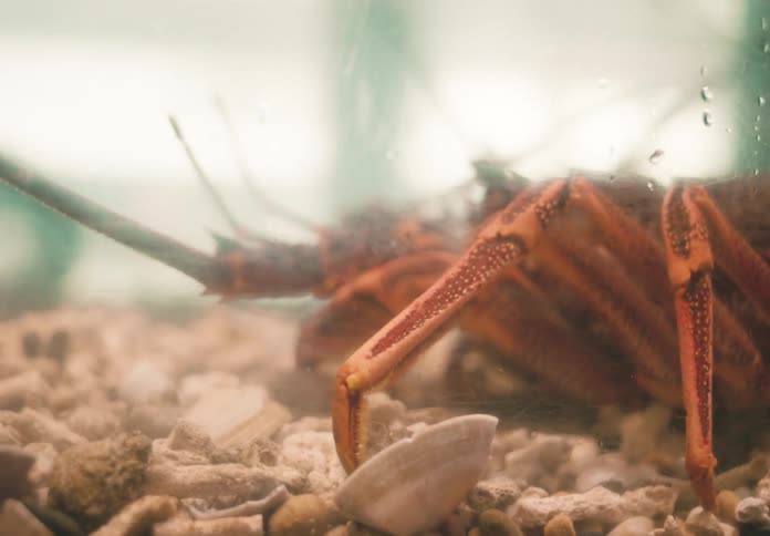 Marine animal inside an aquarium