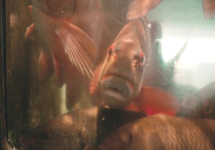 Several fish swim in a tank