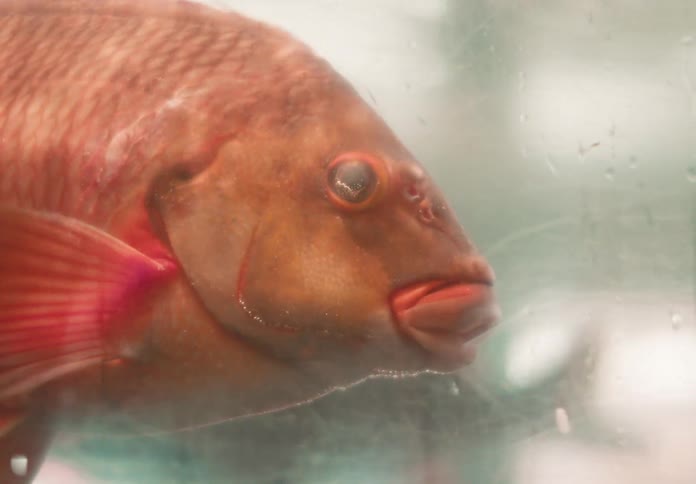 A close up of an orange fish