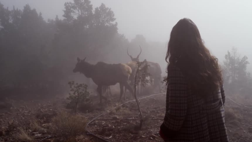 A woman walks near deer in a foggy field
