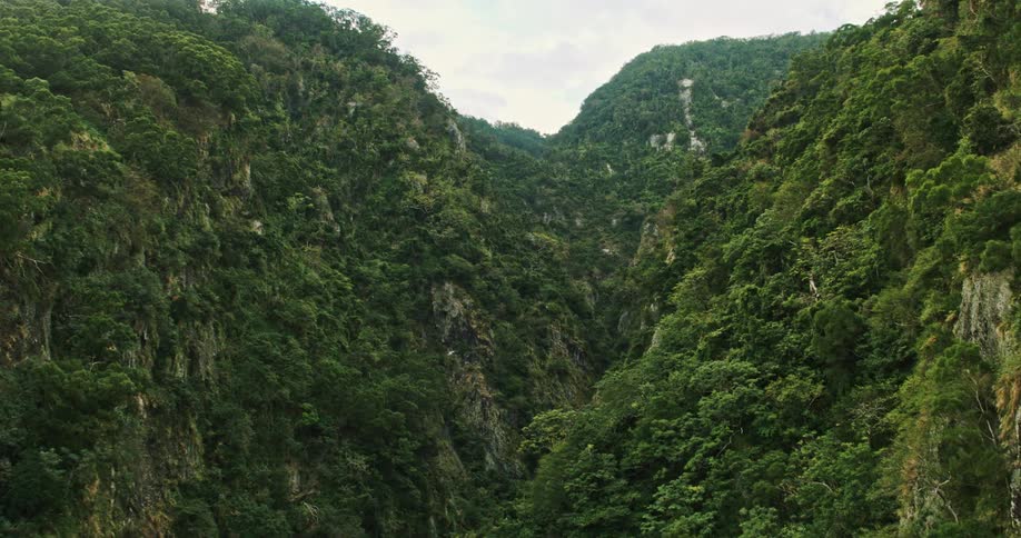Aerial of lush green vegetation cliffs in the rainforest