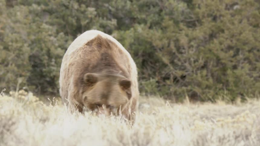 A massive grizzly bear with thick light brown fur walks through a field of dry pale vegetation