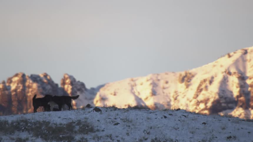 Wolves play around on the mountain peak