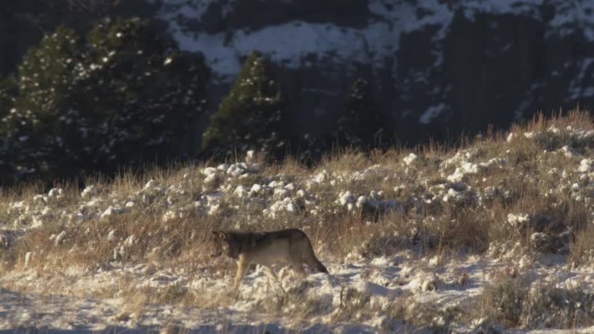 A wolf is walking along a ridge in the snowy mountains