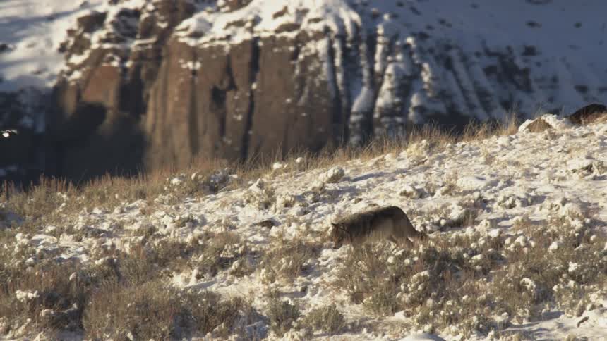 Wolf walking on a snowy mountain
