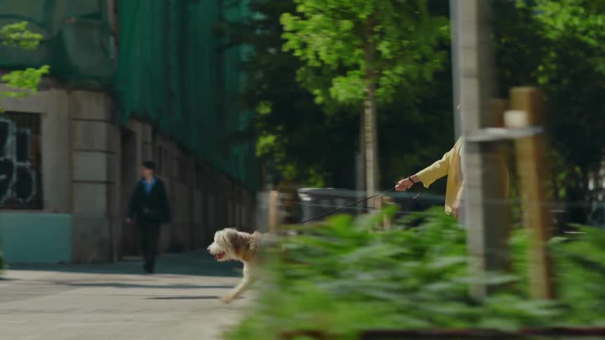 A woman walking her dog across a pedestrian crossing in the city at an intersection of lush tree-lined streets with outdoor cafes, buildings, and shops all around.
