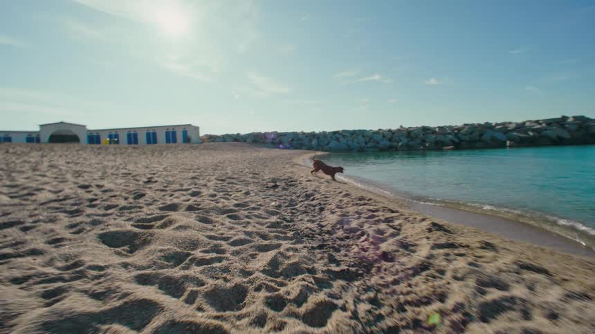 Woman playfully throws a ball for her brown dog to fetch on the beach during the day