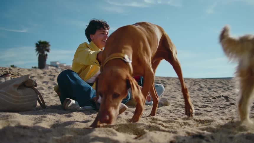 Two women sit in the sand on a beach petting their dogs and letting them play under a clear blue sky.
