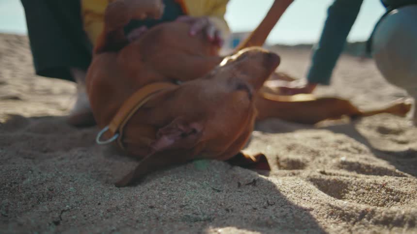 A dog lies playfully on its back in the sand while people pet and interact with it on a sunny beach