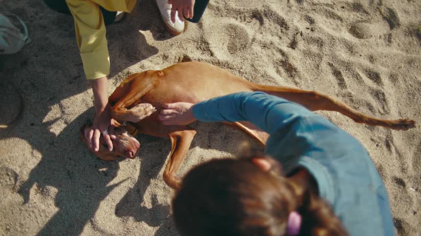 Aerial view of two women petting a dog who is spread eagle on the beach sand on a sunny day enjoying the belly rubs.