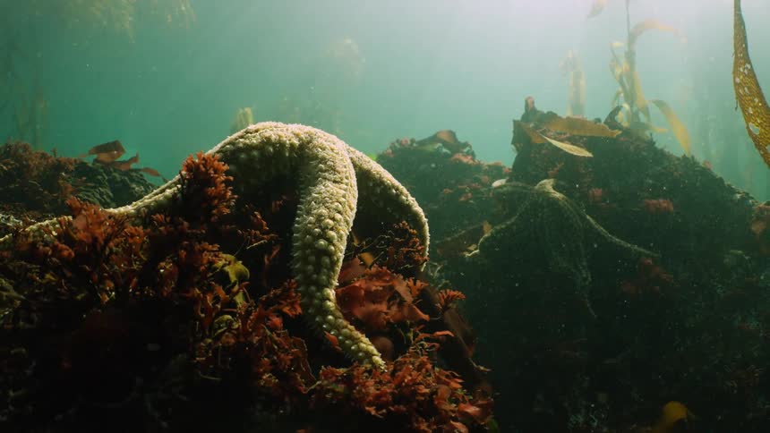 Bright sunlight shines onto starfish lying on a reef