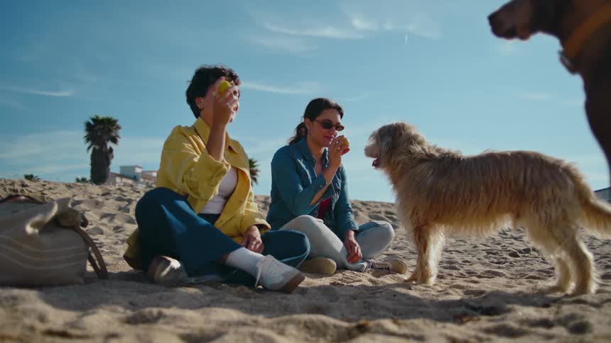 Two women sit on a sandy beach on a sunny day playing with dogs by throwing a tennis ball for them to fetch