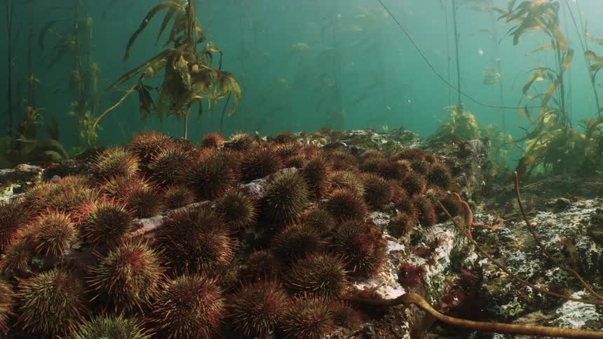 The ocean floor is covered with brown sea urchins among algae and kelp plants