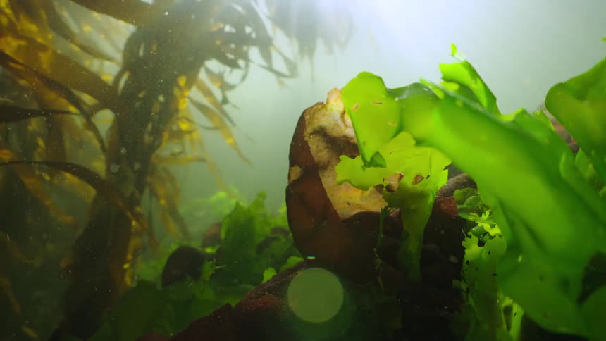 Kelp and seaweed float underwater