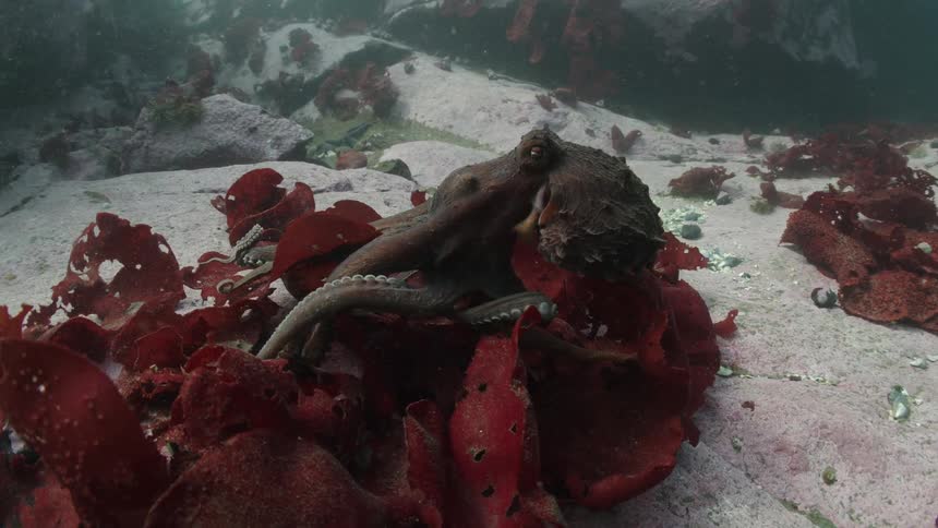 An octopus rests on red algaecovered rocks on the seafloor in a shallow underwater scene