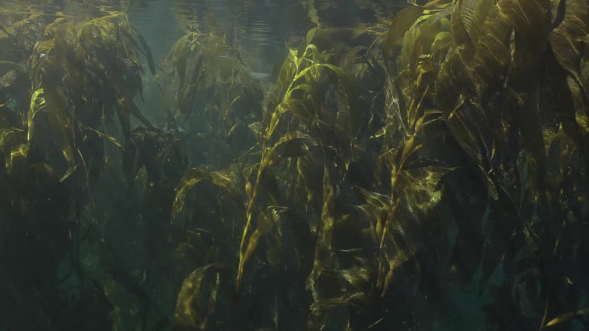 Large strands of kelp sway gently underwater in a sunlit marine environment
