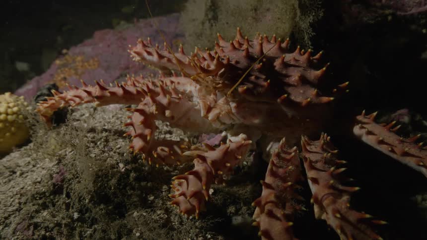A paralithodes crab on the seabed