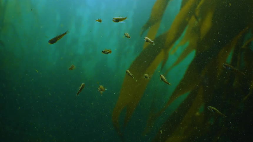 Small fish swim among strands of kelp in a dimly lit underwater environment