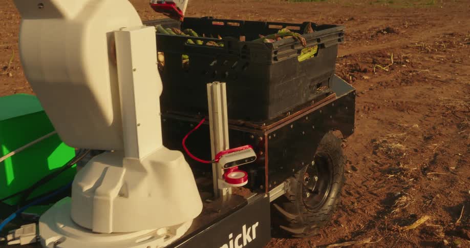A robotic machine uprooting agricultural plants from the soil and placing them into a basket in a field at midday