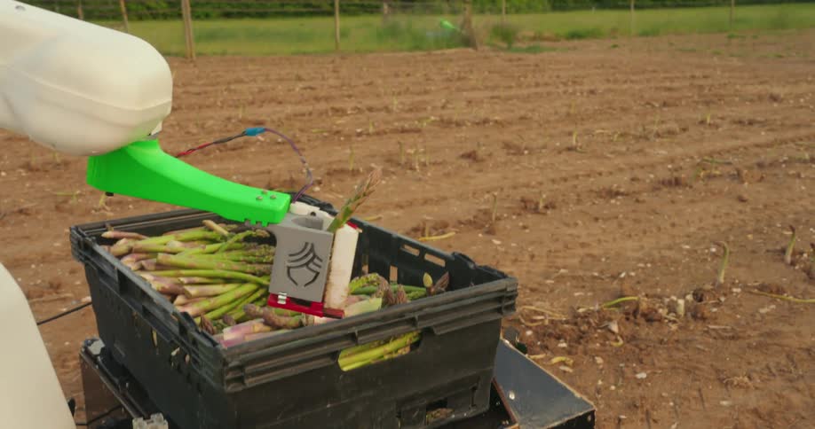 A robotic arm labeled autopickr harvests a stalk of asparagus from a field