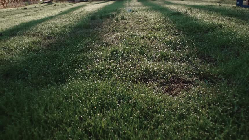 Long shadows lie across a field during the daytime