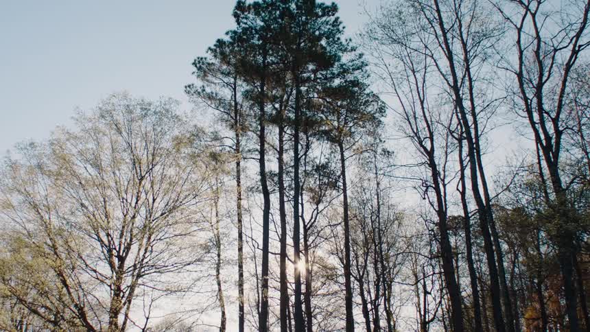 Many tall trees with sunlight streaming through the tree trunks