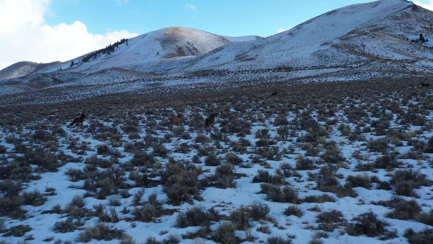 Horses run across a snowy field