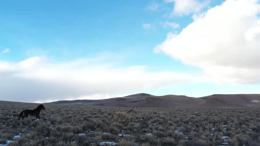 Two wild horses run freely across an open grassland with mountains in the background