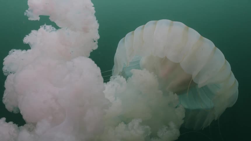 A large Medusa Jellyfish swims underwater