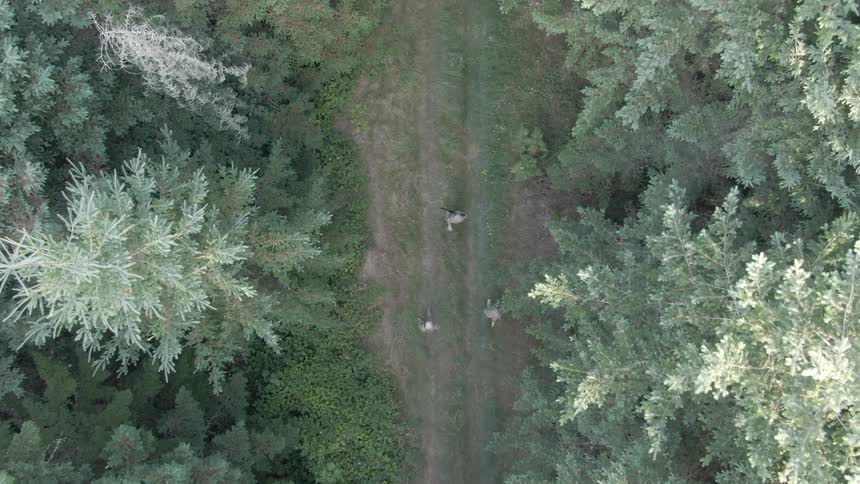 Overhead view of three armed people walking along a trail