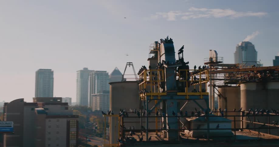Pigeons perch on rooftop structures against a city skyline