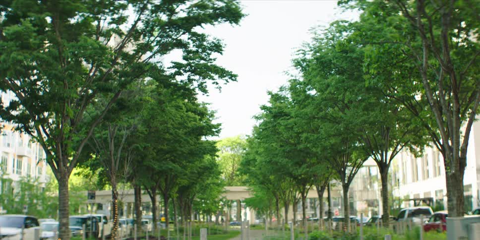 Trees in the center of a city with parked cars and urban buildings around