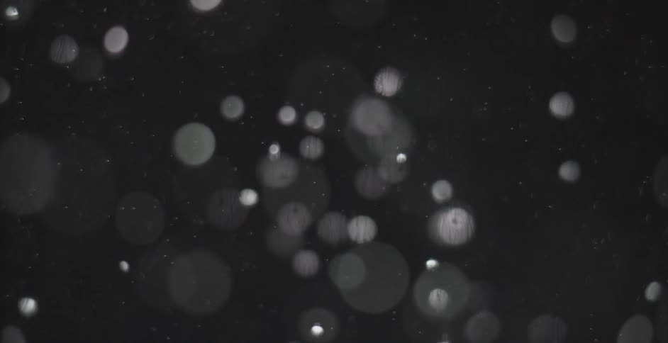 Tiny specks float around in a clear liquid