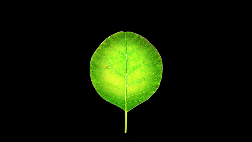 A timelapse captures leaves shifting through rich red orange yellow and green gradients and shapes set against a solid black background