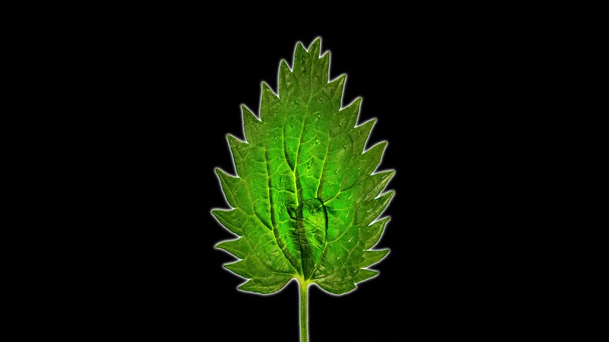 Many different leaves flash fast in the animation