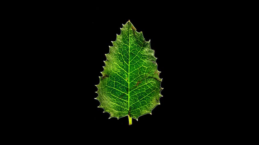 Closeup of various plant leaves displayed against a dark background