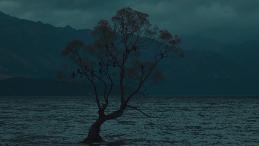 A lone tree with several birds perched on its branches stands in the rippling water of a lake at dusk with distant mountains silhouetted against the dark sky