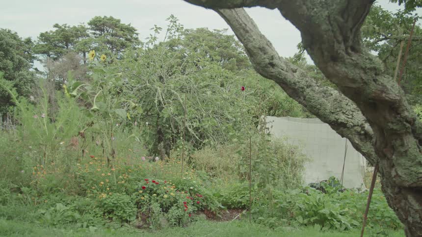 A lush backyard garden filled with flowers leafy plants and trees under a cloudy sky