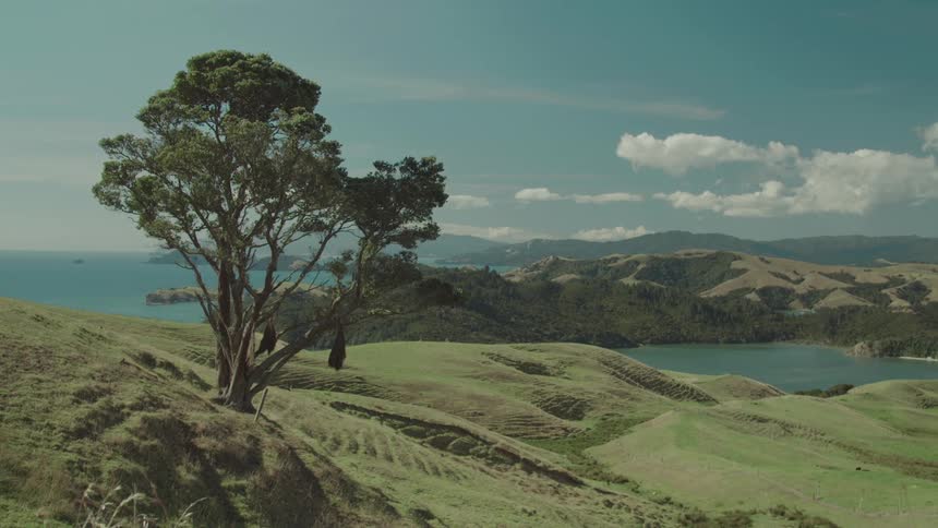 A lone tree stands on a grassy hill with hills lake and ocean below under a clear sky