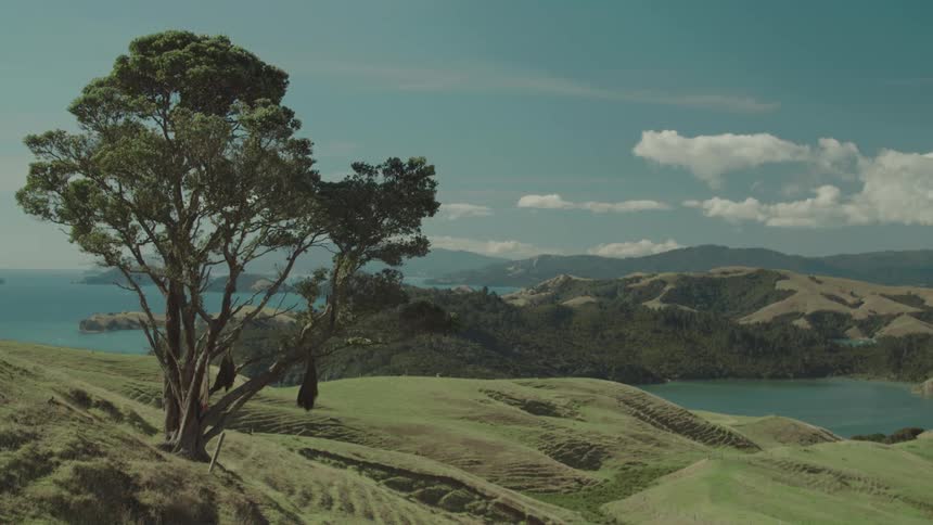 Two prominent trees stand on a grassy rolling hillside overlooking a scenic bay with distant land under a partly cloudy sky