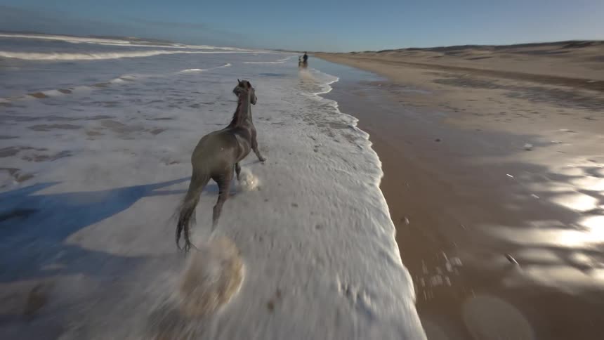 A dark horse gallops swiftly along the surfladen beach as the camera pans dramatically revealing another running horse and a third horse with a rider in the sunlit background