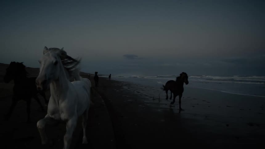 A group of horses run on the sand together