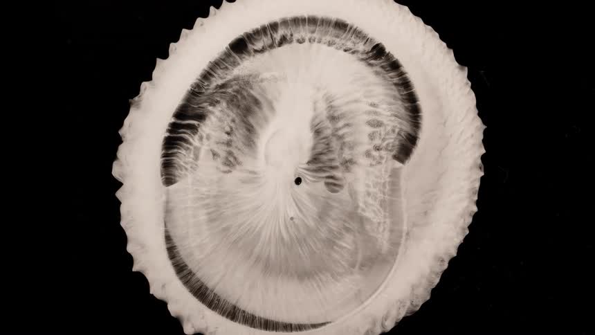 A white mushroom spore image is animated on an opaque black background