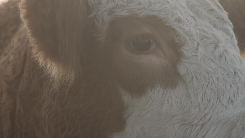 The cow is looking around on the arm